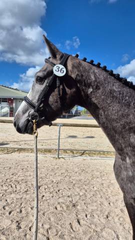 Mustang des Biches , top hongre 3 ans par Untouchable27