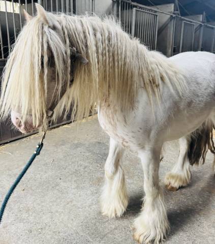 Irish cob