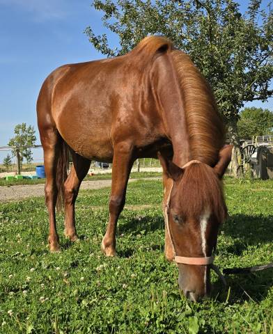 Hongre poney C Club - Loisir
