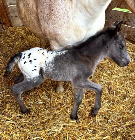 Poulains taille A et B