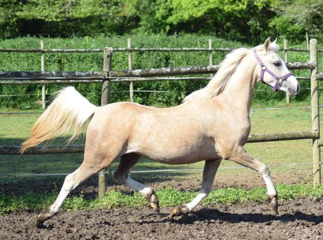 Welsh Pony pp palomino femelle, née 2022