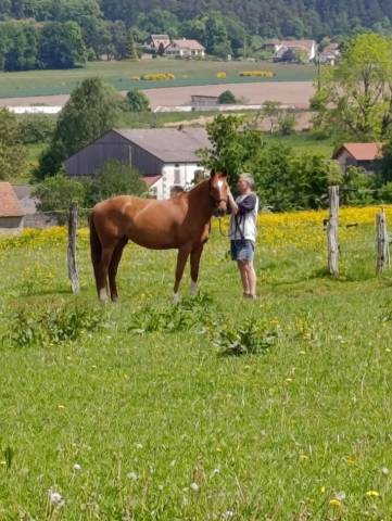 JUMENT SF 4 ANS 