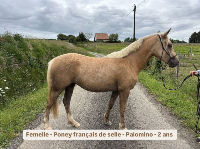 Ponette PFS
