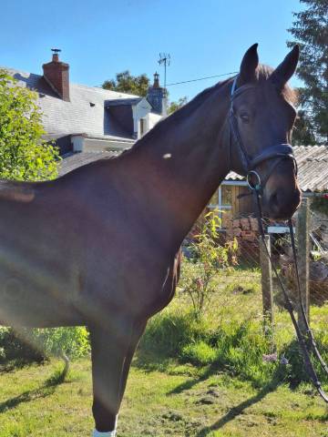 Joli Hongre Selle Francais Dressage/ CCE