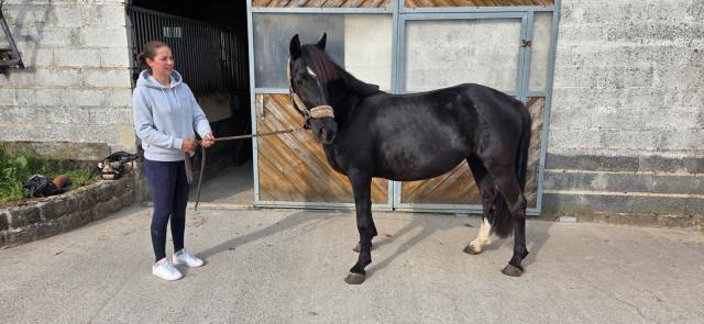 Ponette