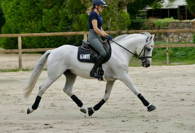Top poney pour la reproduction 