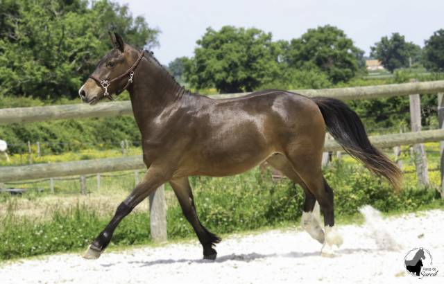 Magnifique hongre PFS bai foncé de 2 ans