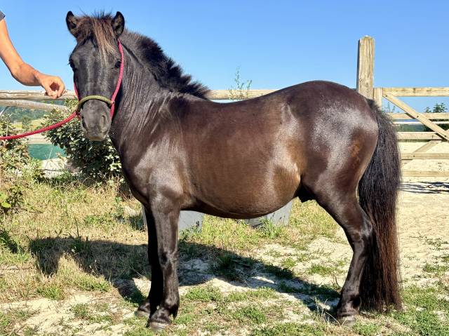 Poney shetland pp