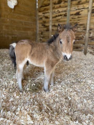 Shetland mini PP