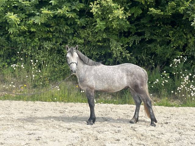 Poney D de 4ans