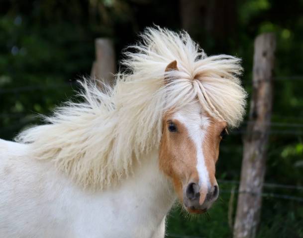 Poulain shetland pie palomino 