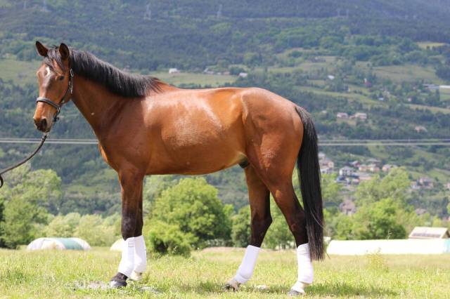 Joli Hongre 5 ans Selle Francais Dressage & CSO