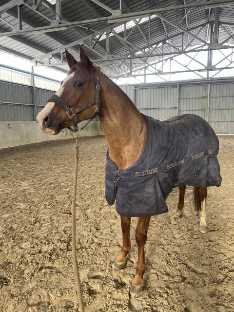 A vendre Jument Alzanne de 7 ans pour CSO