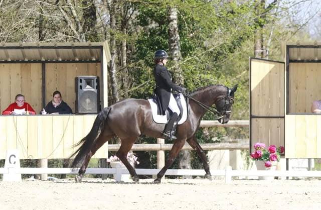 Jument de dressage
