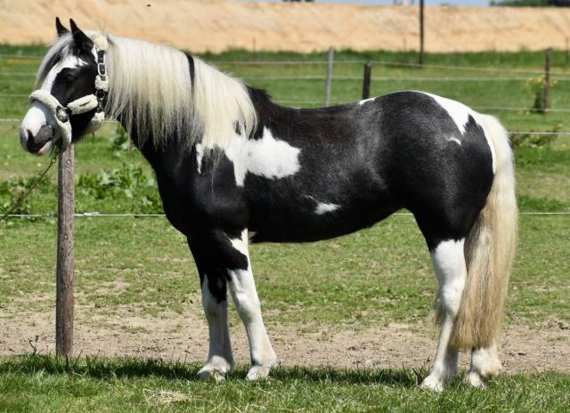 DOUBLE PONETTE PORTEUSE 