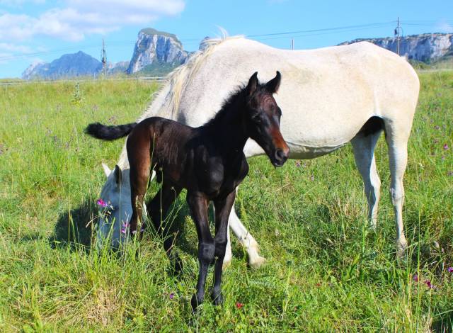 Poulain Cheval de Selle Italien A vendre 2025 Bai brun par CASALITO
