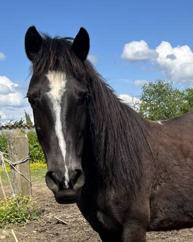 Poney de club - 11 ans - très gentil