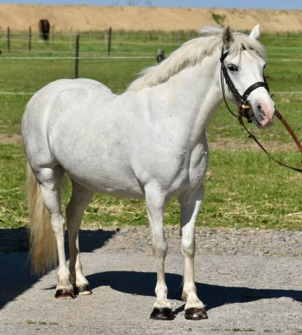 Chic ponette C
