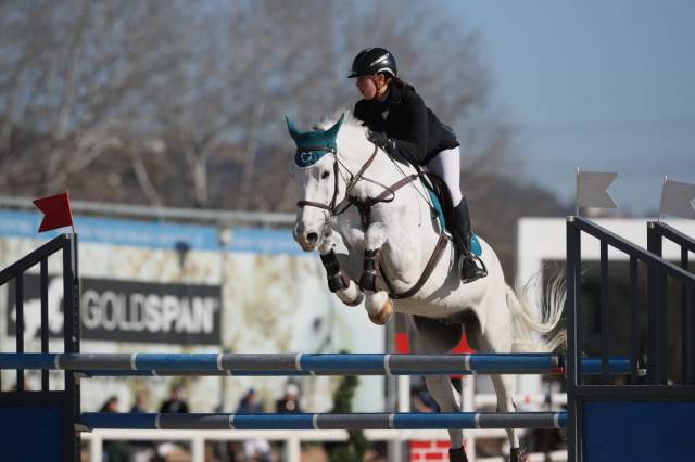Hongre Cheval de Selle Italien A vendre 2014 Gris