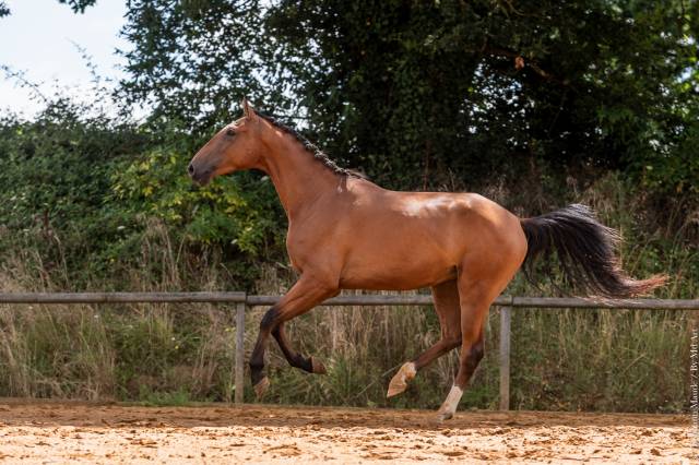 CHEVAL LUSITANIEN 