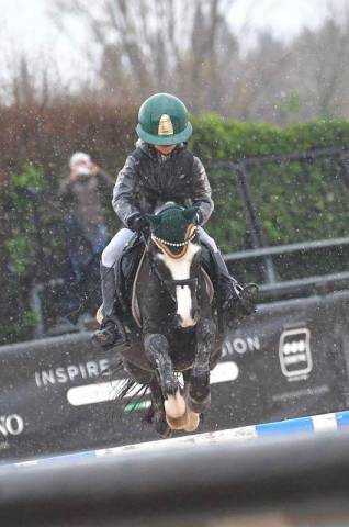 Hongre Welsh Poney (Section D), Welsh Cob  A vendre 2015 Bai brun