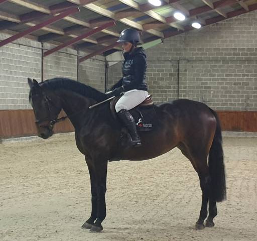 Belle et gentille Jument top origine pour jumpingmping 