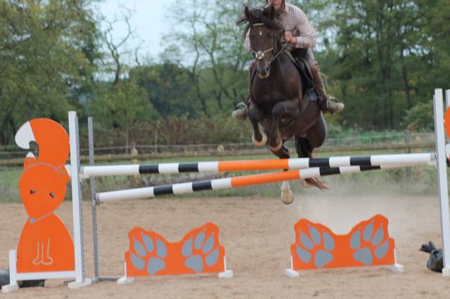 vends poney origine constaté type welsh cob