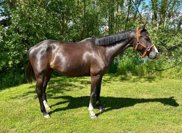cheval a vendre