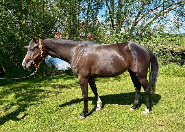 Photo cheval