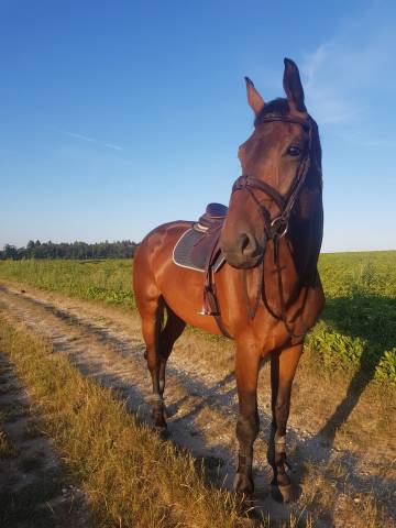 Beau hongre belge