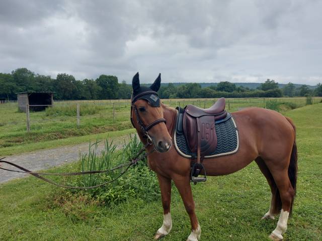 VEND SUPERBE PONETTE CRIOLLO 