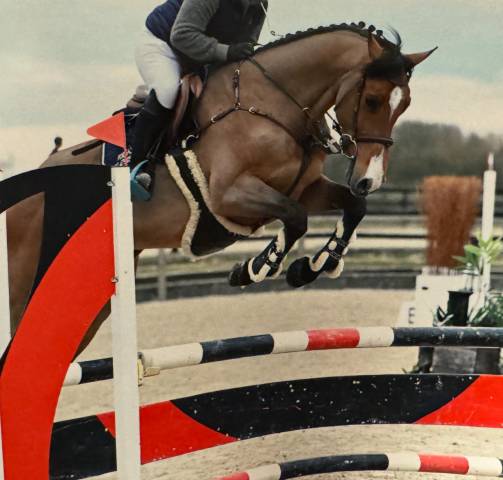 Magnifique hongre de 7 ans ZANGERSHEIDE
