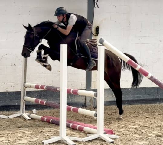 Super jument kwpn 1m56 de 4 ans