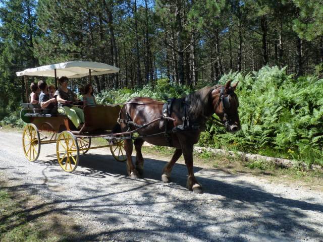 Wagonnette Berrard