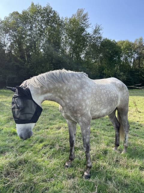 Petit cheval avec gros potentiel 