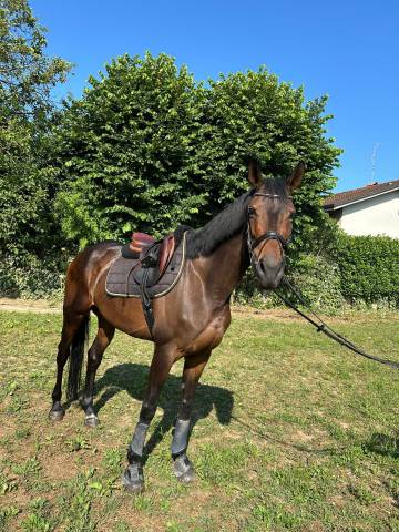 Jument Cheval de Selle Italien A vendre 2013 Alezan