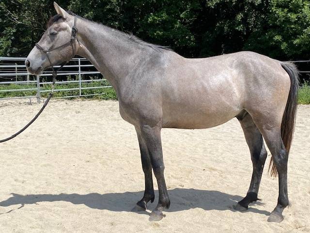 Superbe Hongre de 3 ans 