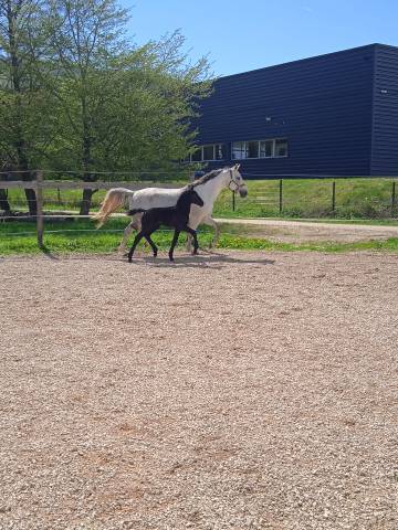 Photo cheval