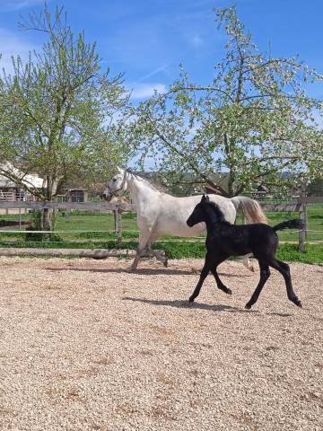 Photo cheval