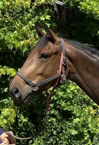 Magnifique pouliche par Casallo Z, 2 ans 