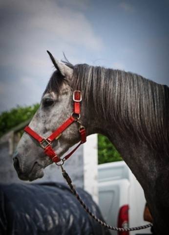 Entier PRE Pure Race Espagnole A vendre 2019 Gris