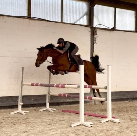 Joli hongre, Zangersheide, 5 ans, 1m63