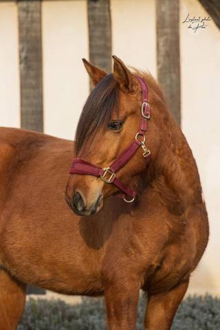 Lounka - Ponette D cherche sa famille 