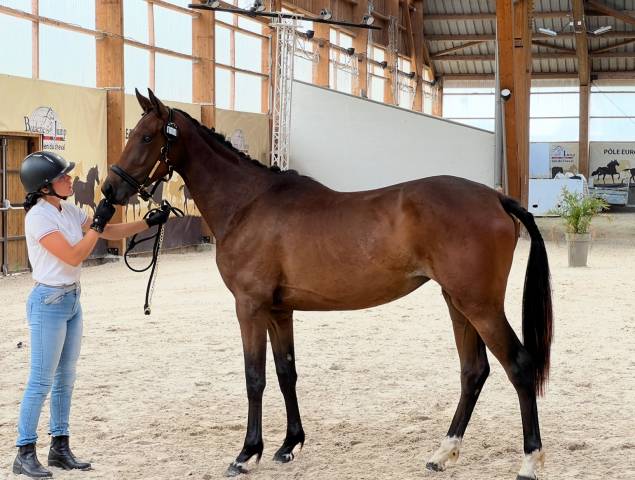 Jeune jument 2 ans prometteuse et moderne 