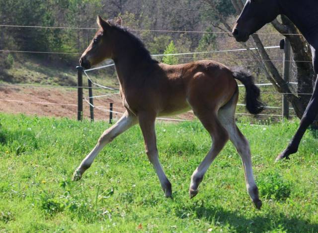 Magnifique Pouliche PFS - Dressage