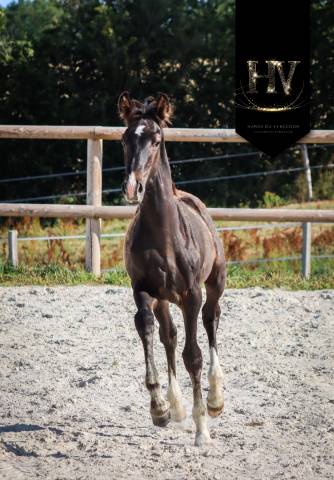 Mâle kwpn Vitalis x Negro