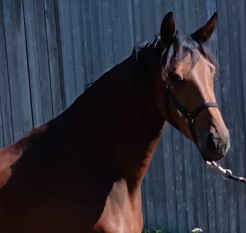 Jument dressage KWPN 3 ans 1m72 par Las Vegas