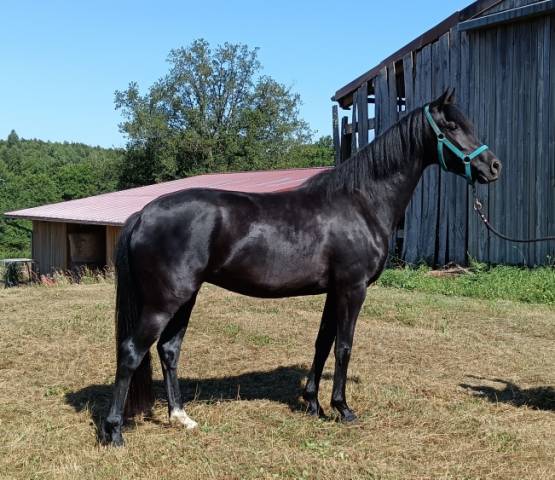 jument KWPN dressage 1m62 3ans par Desperado