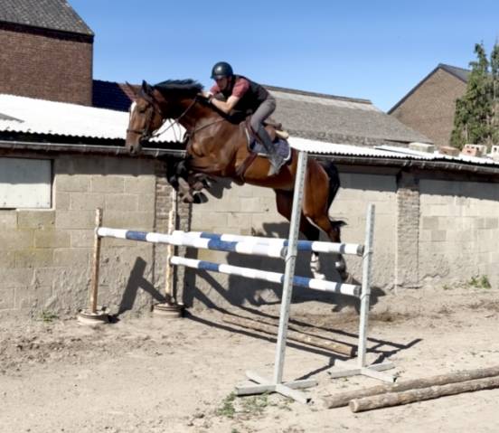 Très chouette hongre kwpn 6 ans +-1m75