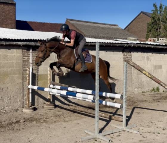 Jolie jument kwpn 4 ans +-1m65